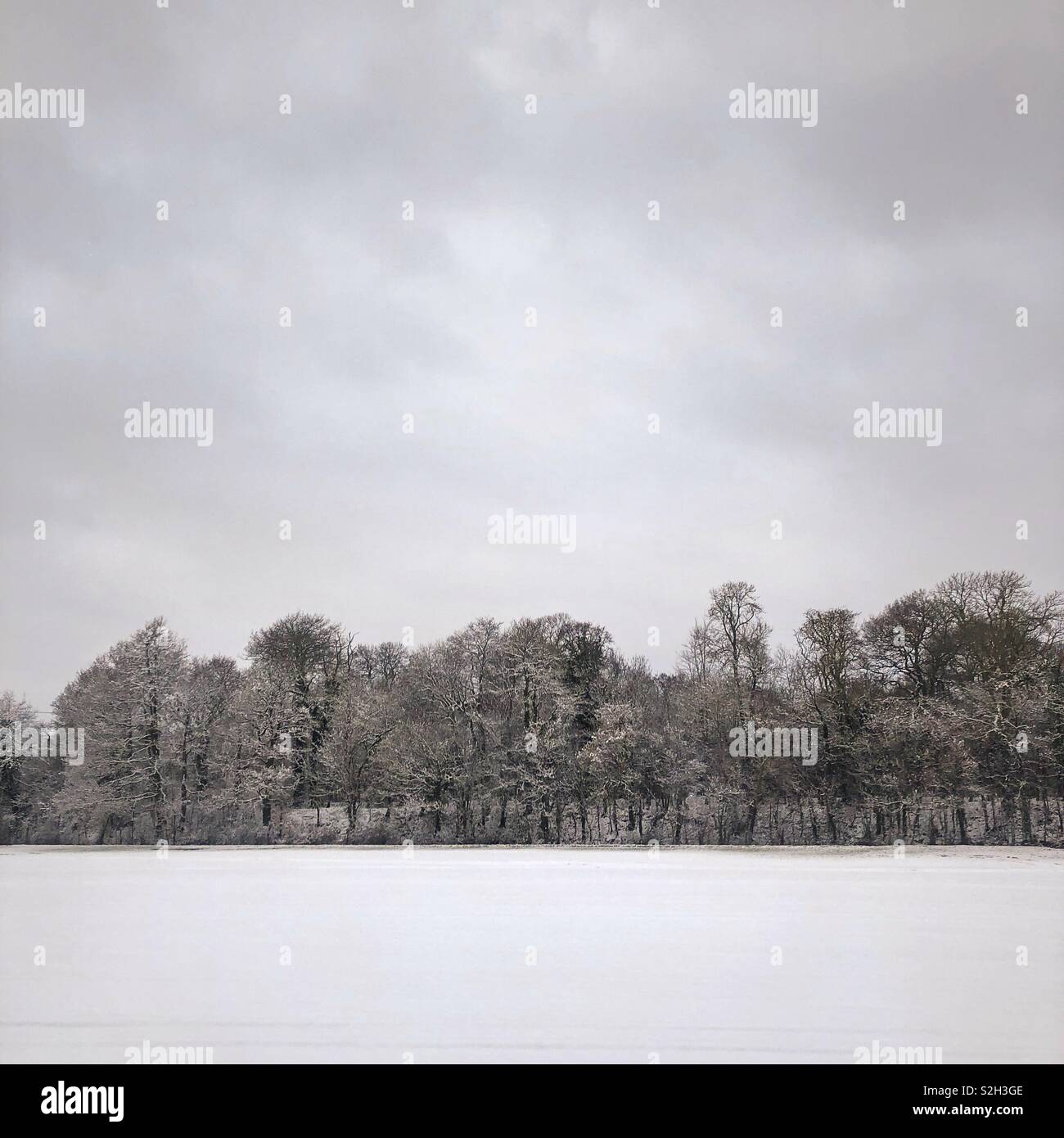 Snowy trees. - Smartphone Captured Stock Image