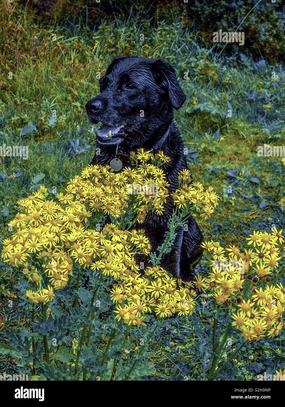 Tess the black Labrador sitting in amongst the daisies on a summers day Stock Photo