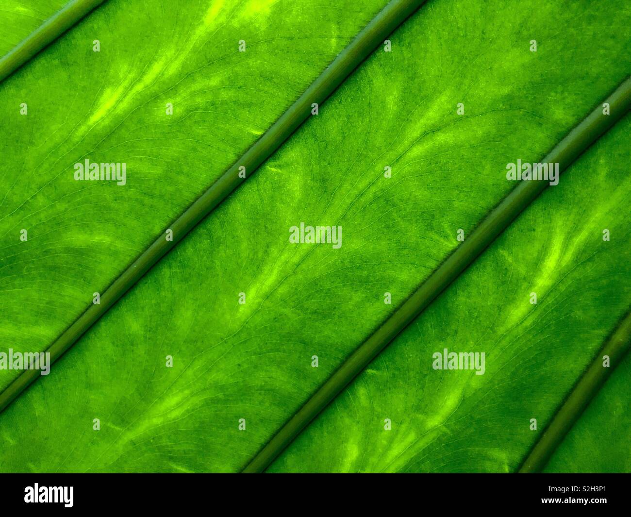 Pattern on back of leaf. Scotland. UK. - Smartphone Captured Stock Image