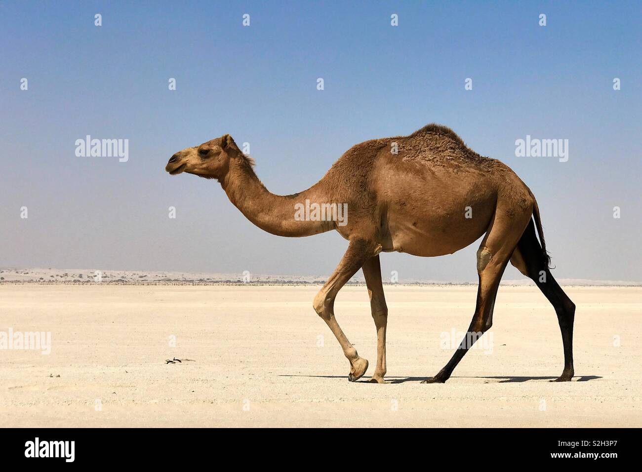 Pictured is a camel walking in desert, Oman Stock Photo Alamy