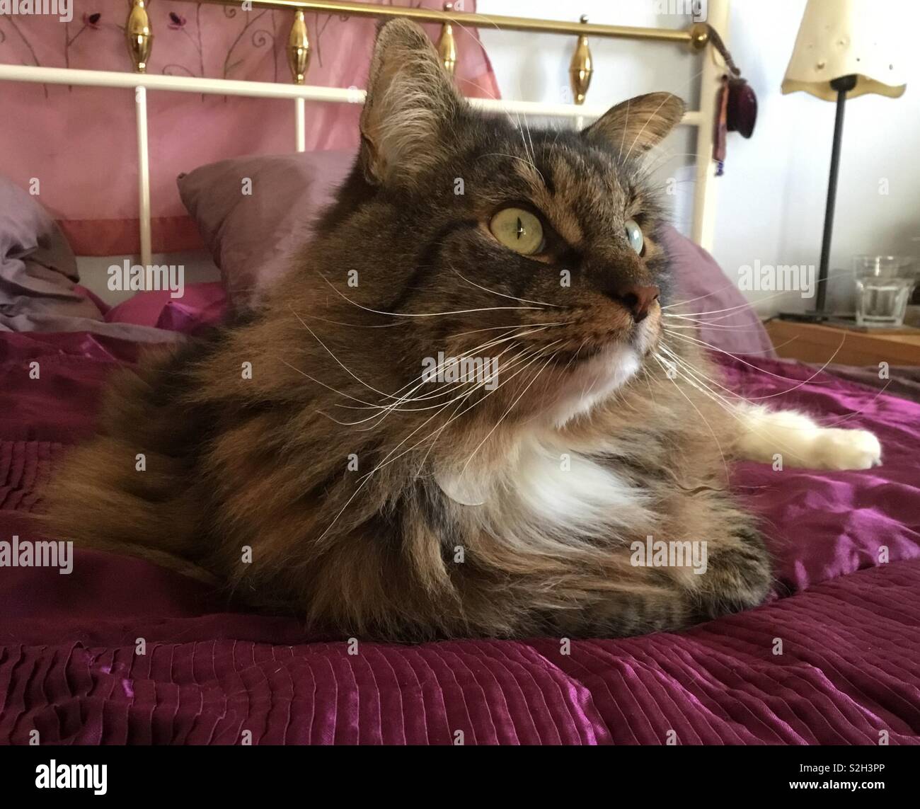 Regal Norwegian Forest Cat reclining on a Purple quilt on a bed with an alert relaxed expression. Stock Photo