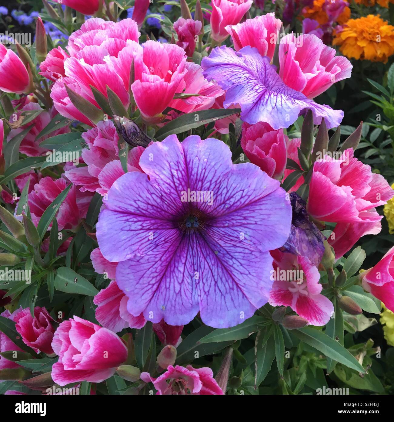 Flowers blooming in summer garden Stock Photo
