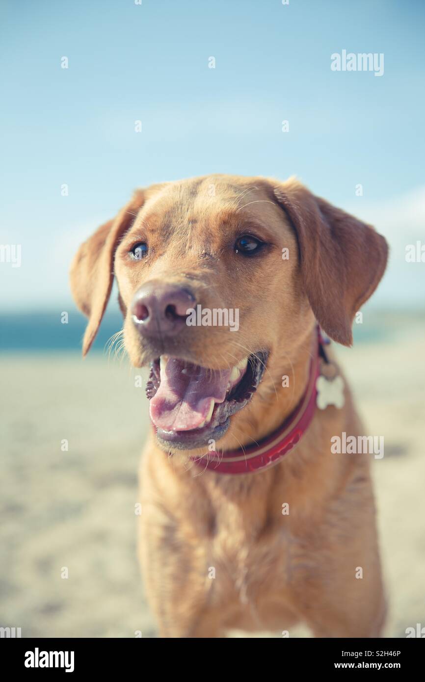 A close up portrait of a happy and friendly yellow labrador retriever portrait with its tongue sticking out whilst panting on a beach during summer vacation and hot weather Stock Photo