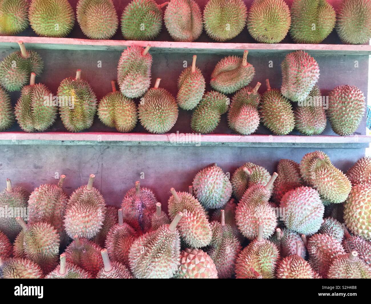 Fresh durian fruits for sale during durian season month. - Smartphone Captured Stock Image