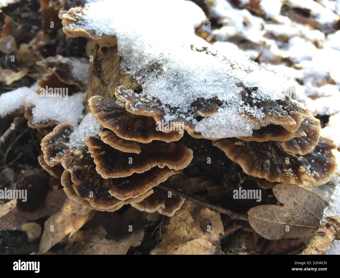 Turkey Tail Bracket fungi, Trametes versicolor, growing from underneath a snow covered log - Smartphone Captured Stock Image