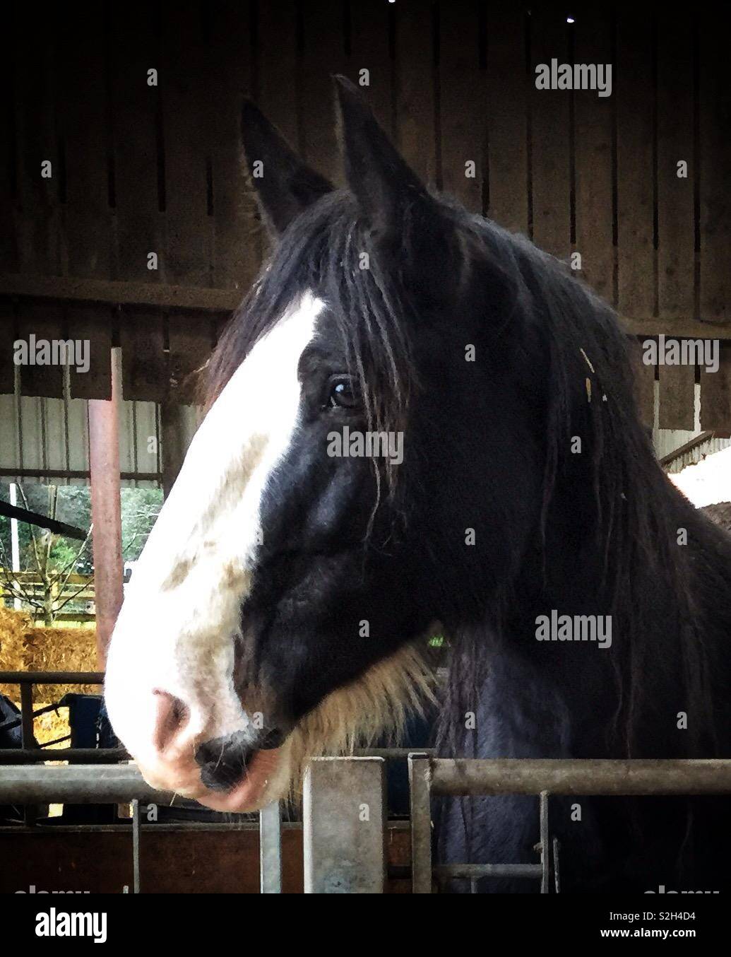 Close up of a Shire Mare at Cotebrook Shire Horse Centre, Cheshire, England, UK. A Large, Tall British Draught Horse. Stock Photo