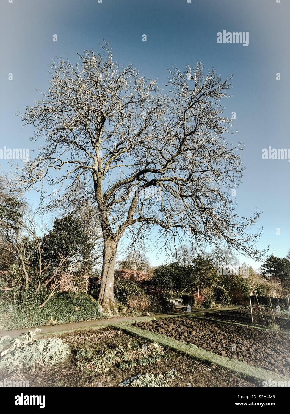 Park scene. Scotland. UK. - Smartphone Captured Stock Image
