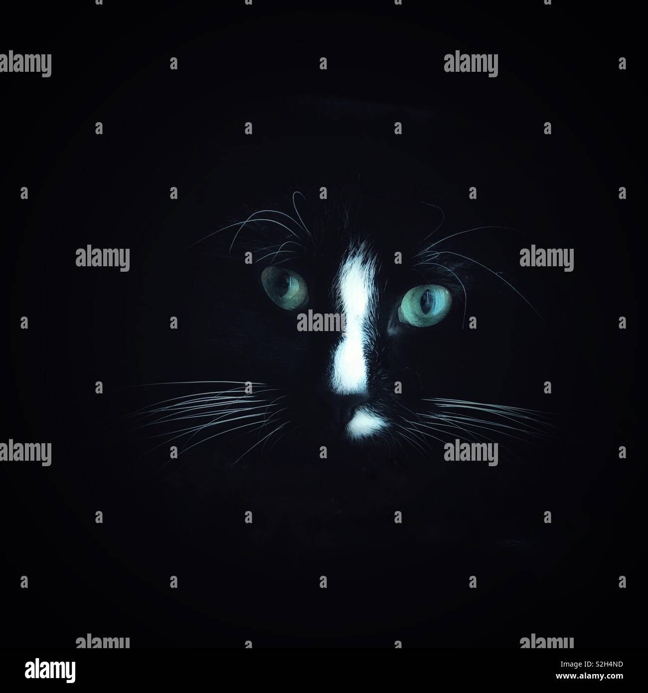 Black cat head portrait with white nose, white whiskers and green eyes in the darkness - Smartphone Captured Stock Image