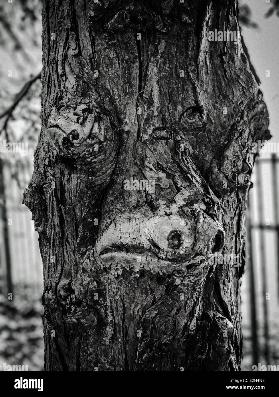 Unusual tree trunk. Glasgow, Scotland. UK. - Smartphone Captured Stock Image
