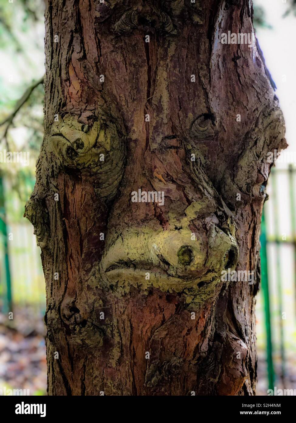 Unusual tree trunk. Glasgow, Scotland. UK Stock Photo Alamy