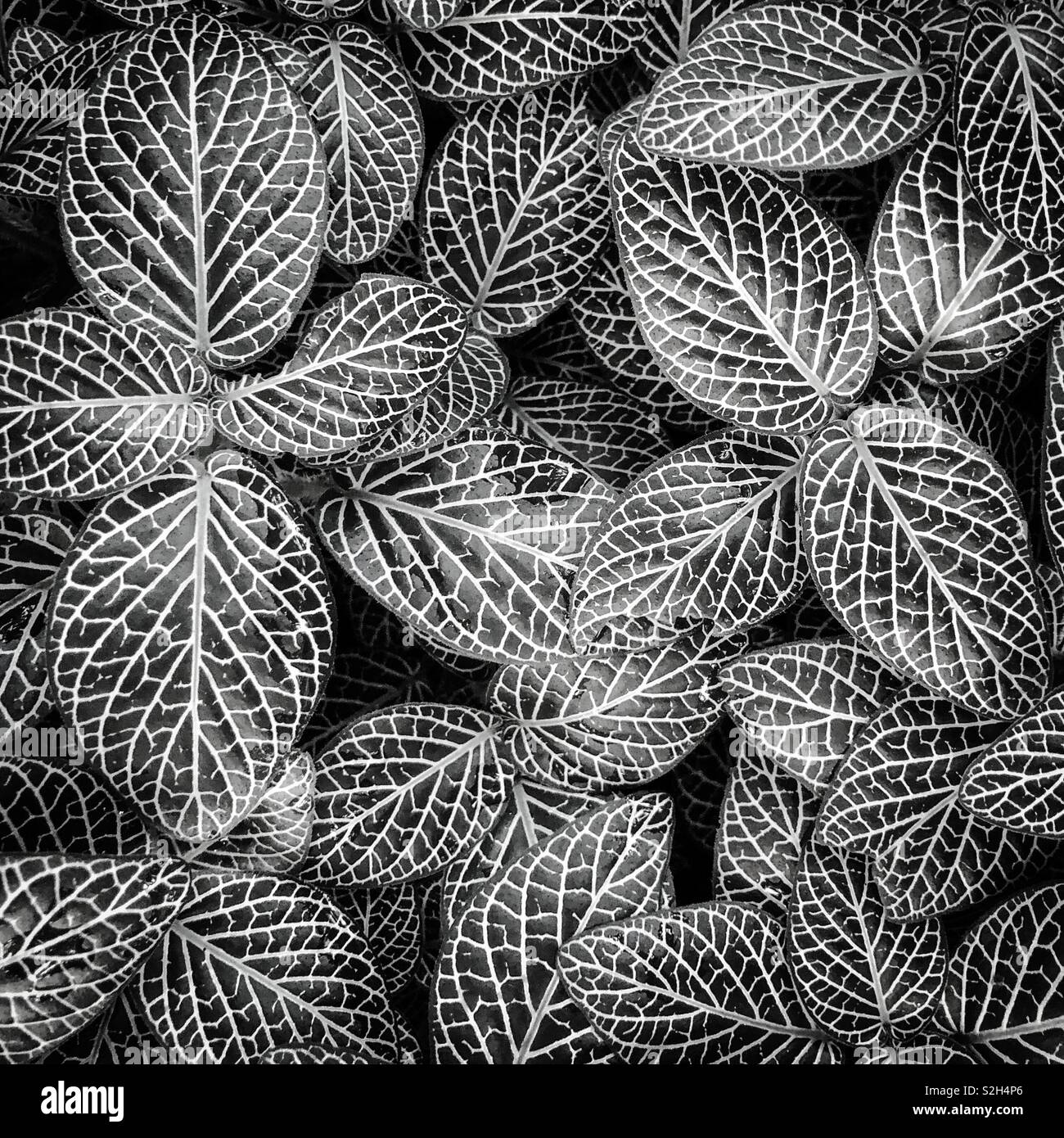 Plant leaves closeup Stock Photo - Alamy