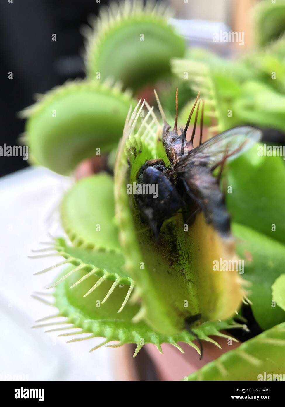 Caught in a Venus fly trap Stock Photo