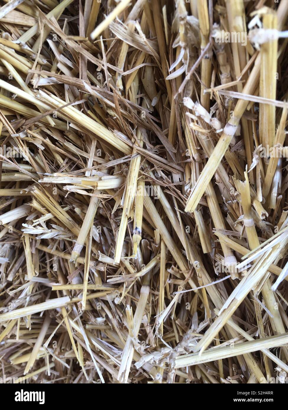 Feed barley hires stock photography and images Alamy