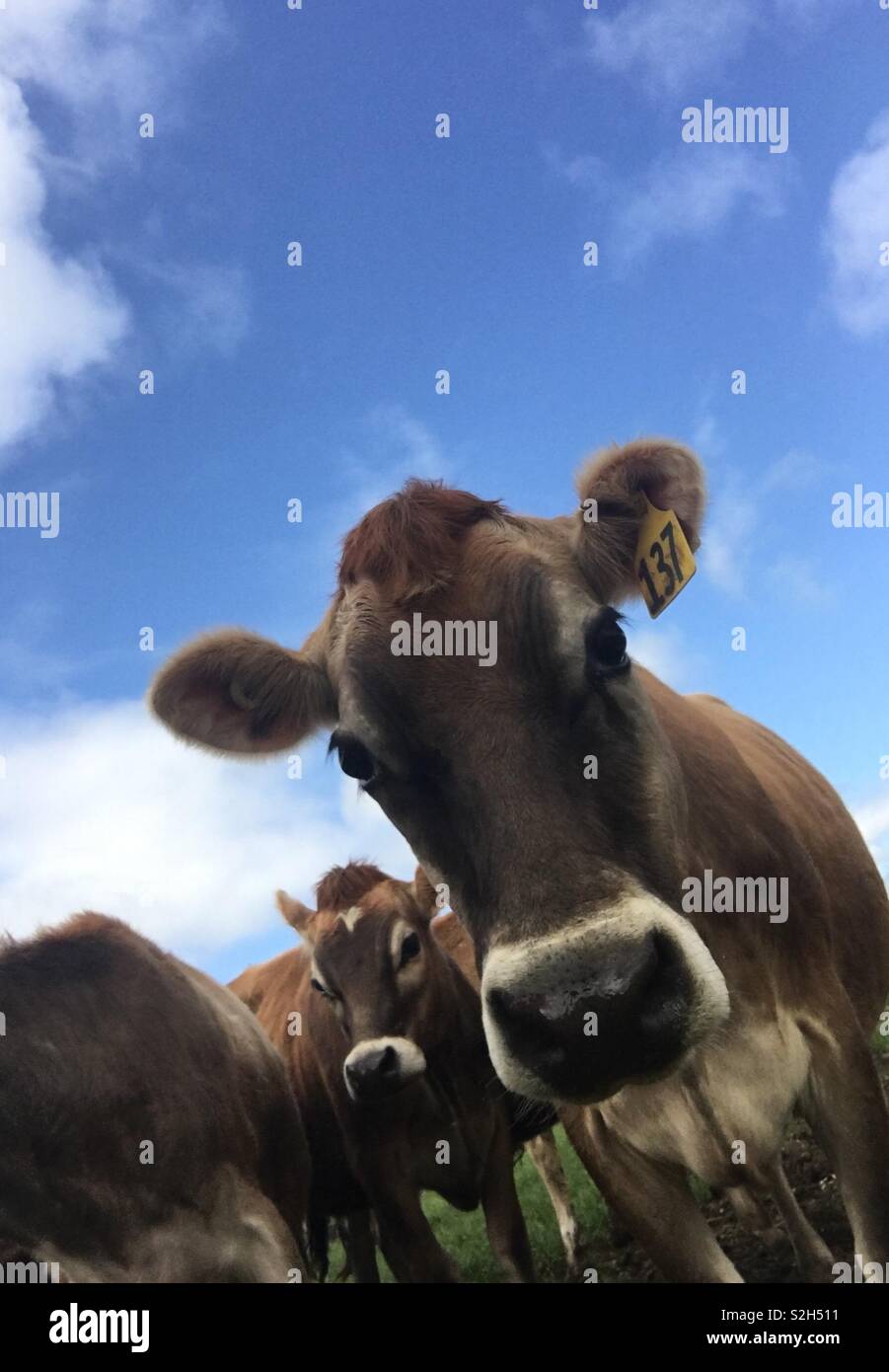 Friendly Jersey cows, dairy farm, New Zealand Stock Photo Alamy
