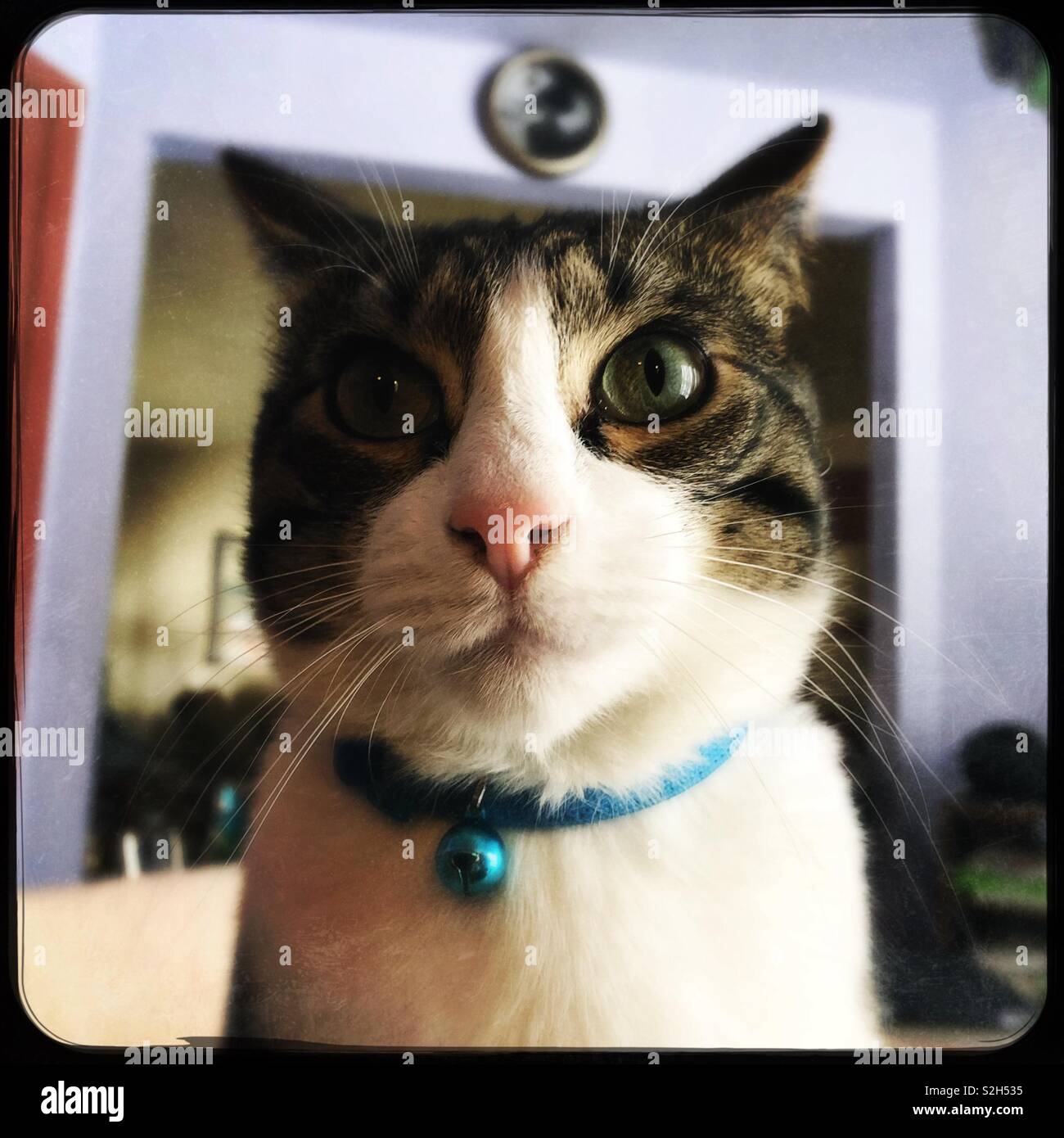 Tabby and white cat Simba waiting for his dinner - Smartphone Captured Stock Image