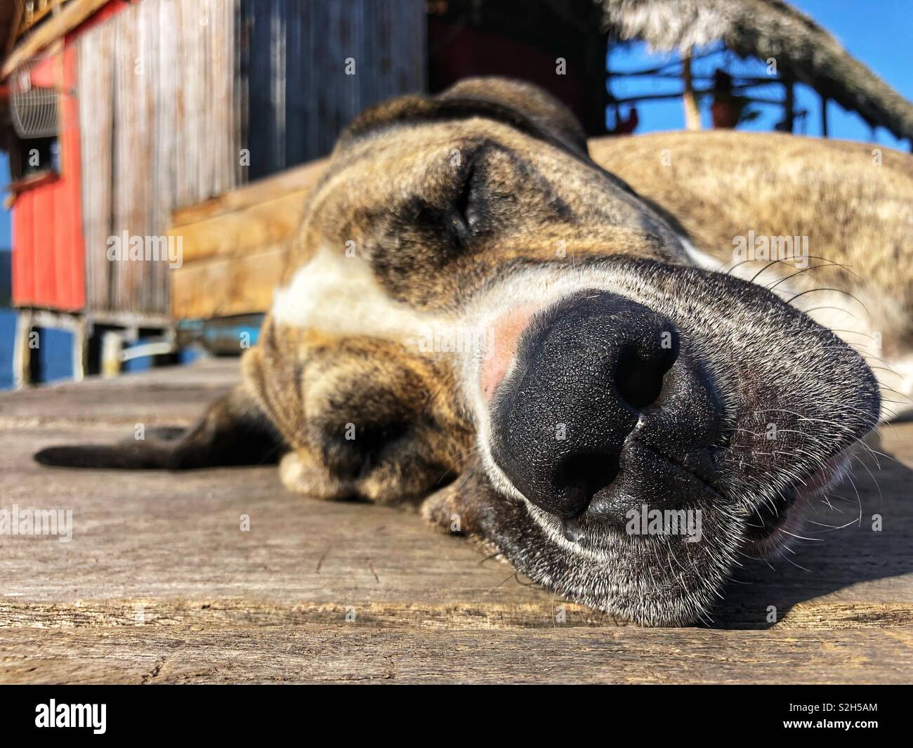Dog sleeping in the sun on an old jetty in Bocas del Toro, Panama Stock