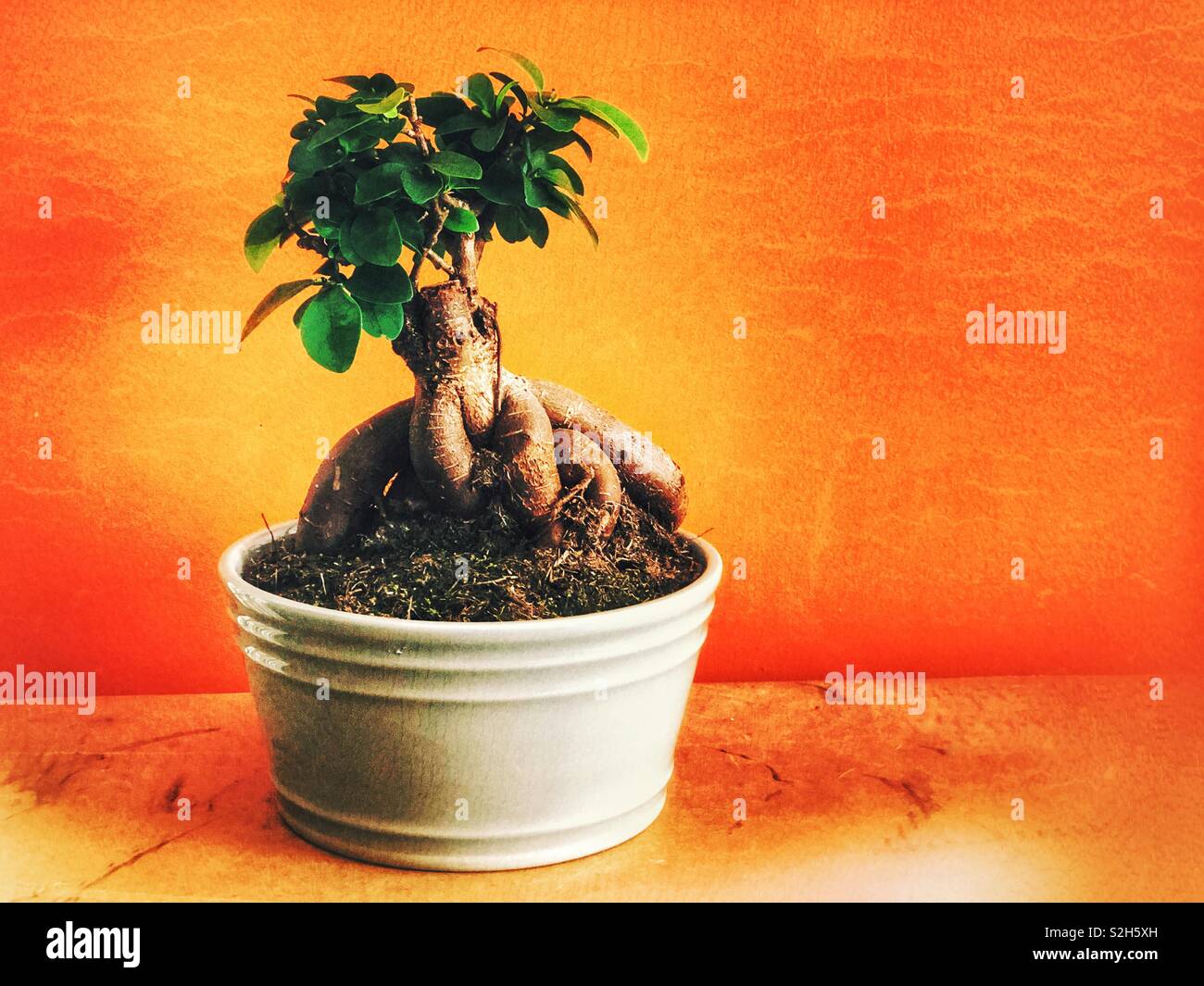 Bonsai tree (ginseng ficus) in a pot Stock Photo