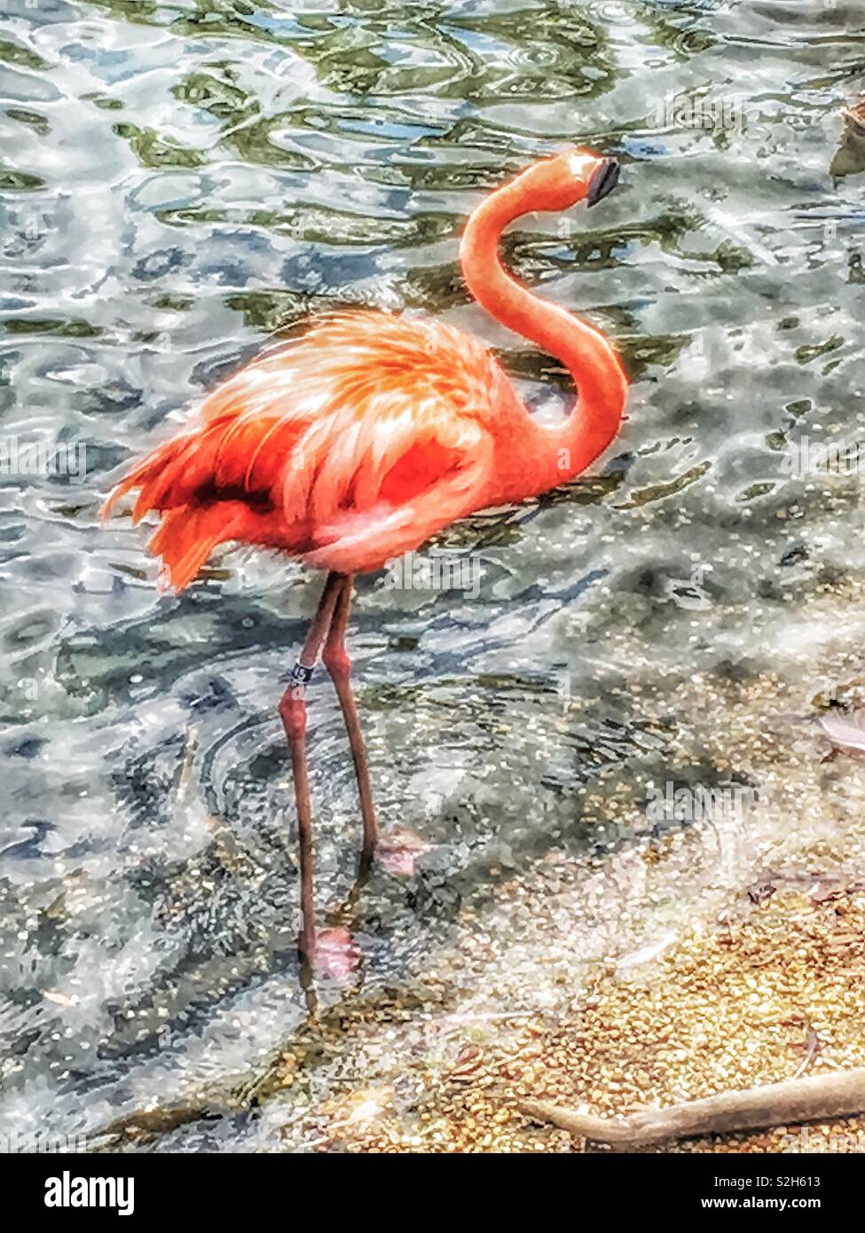 Captured at Busch Gardens a flamingo next to the water on a sunny day ...