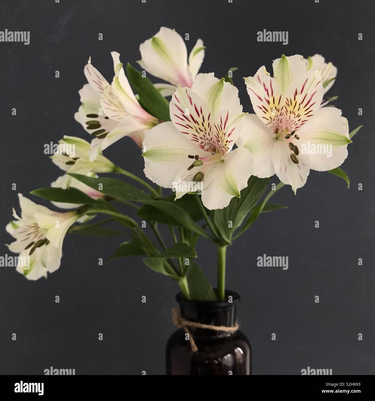 Alstroemeria Lily in a vase. - Smartphone Captured Stock Image