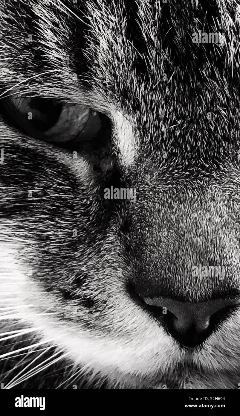 black and white tabby cat images black and white tabby cat images