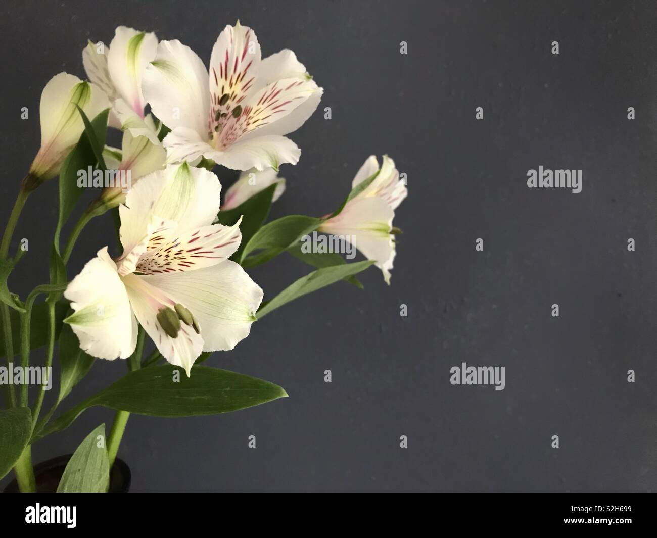 Alstroemeria on a grey background. - Smartphone Captured Stock Image
