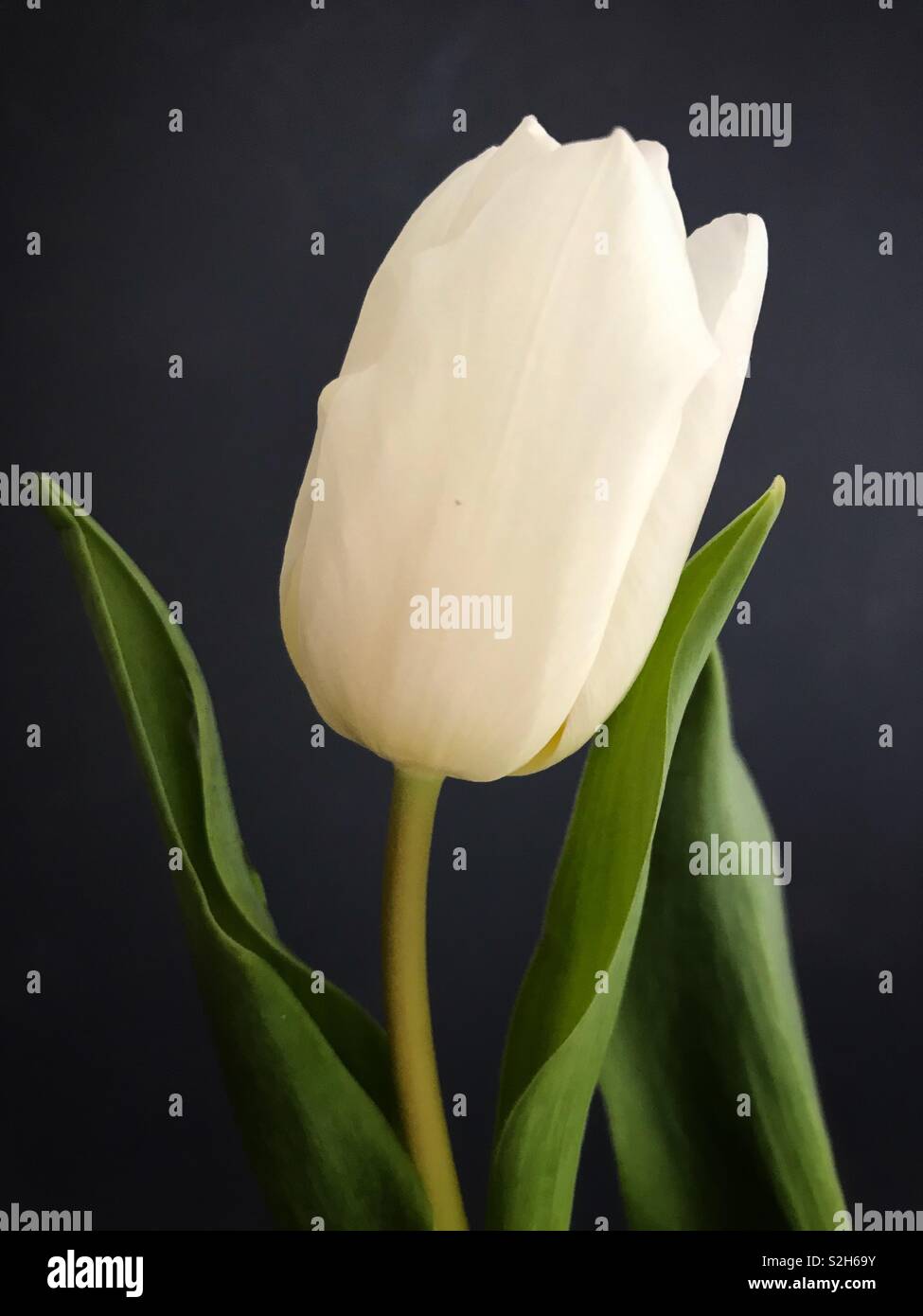 Single White Tulip Against A Grey Background. - Smartphone Captured Stock Image