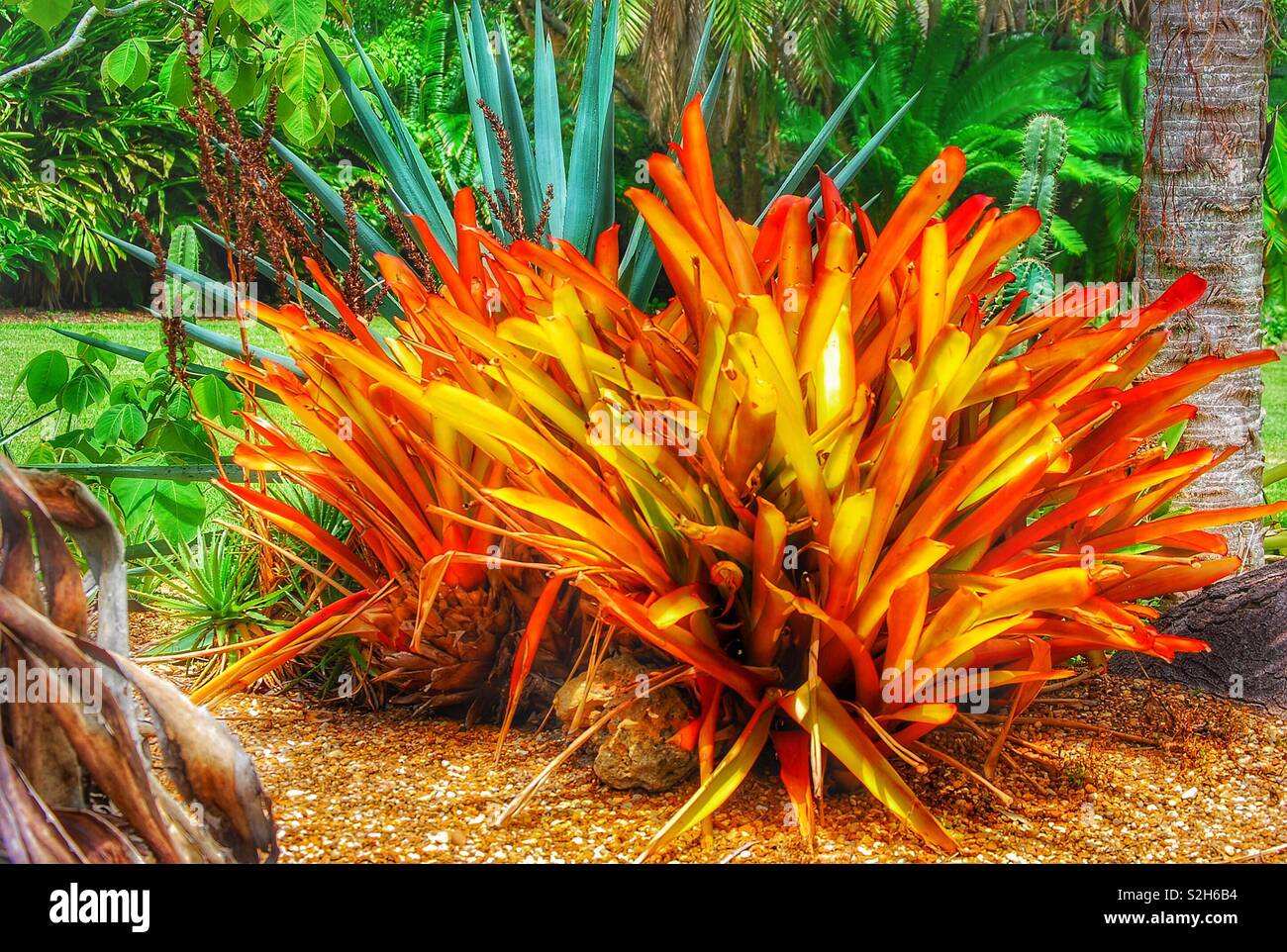 Sarasota florida garden hires stock photography and images Alamy