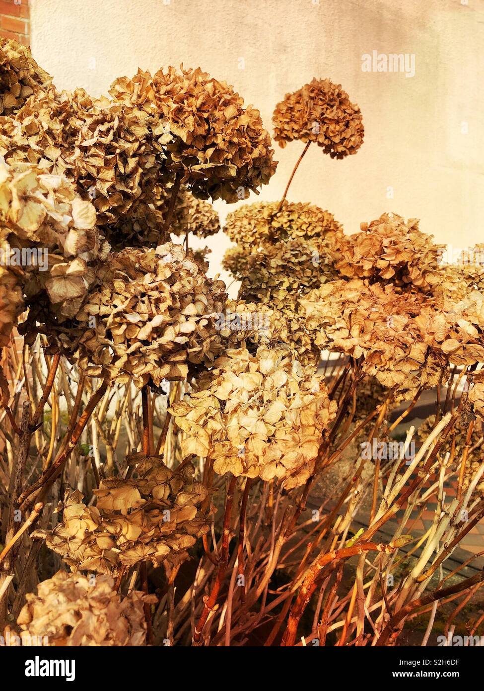 Dead and dried Hydrangea flower heads in winter Stock Photo