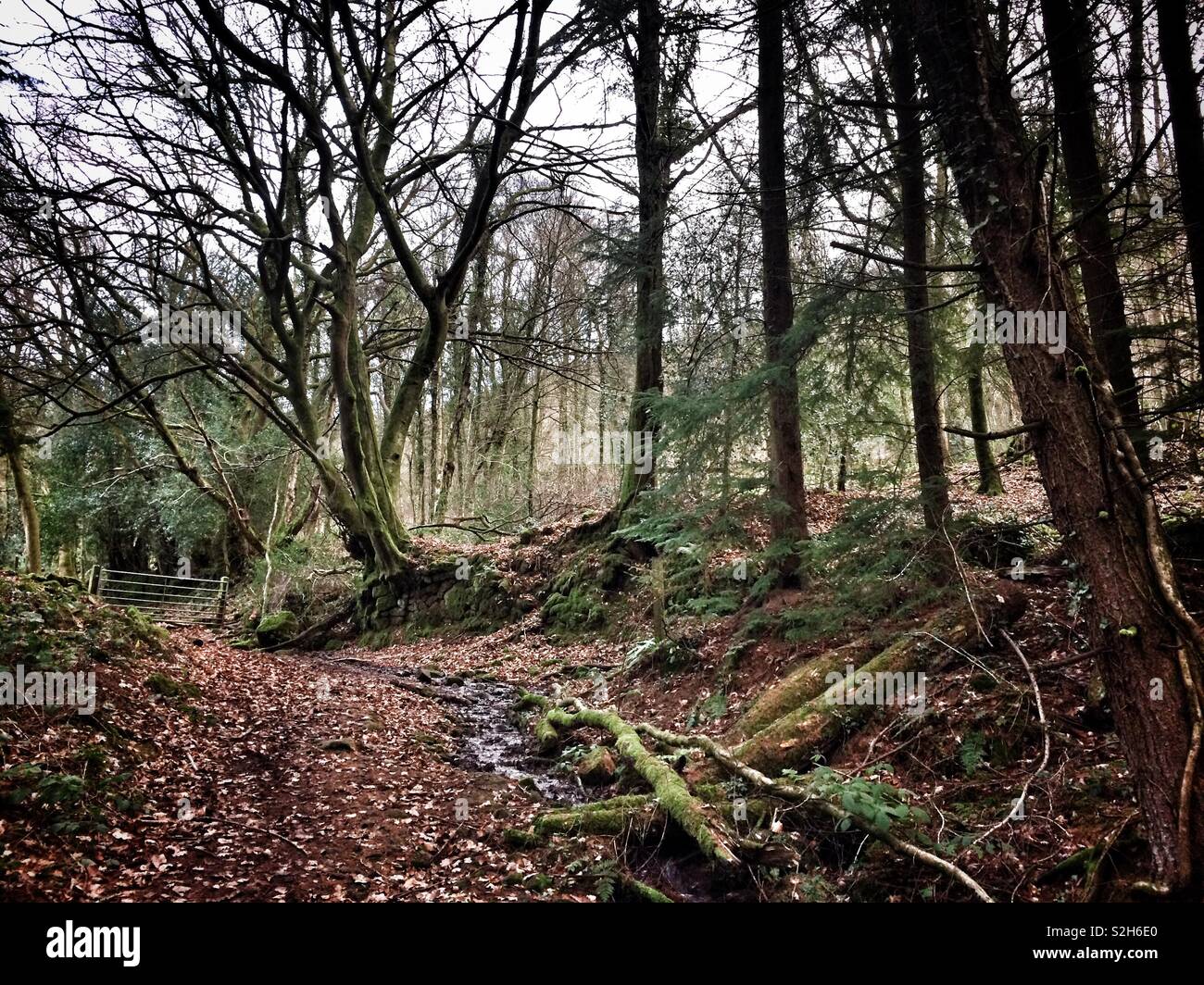 Path in the autumn woods - Smartphone Captured Stock Image