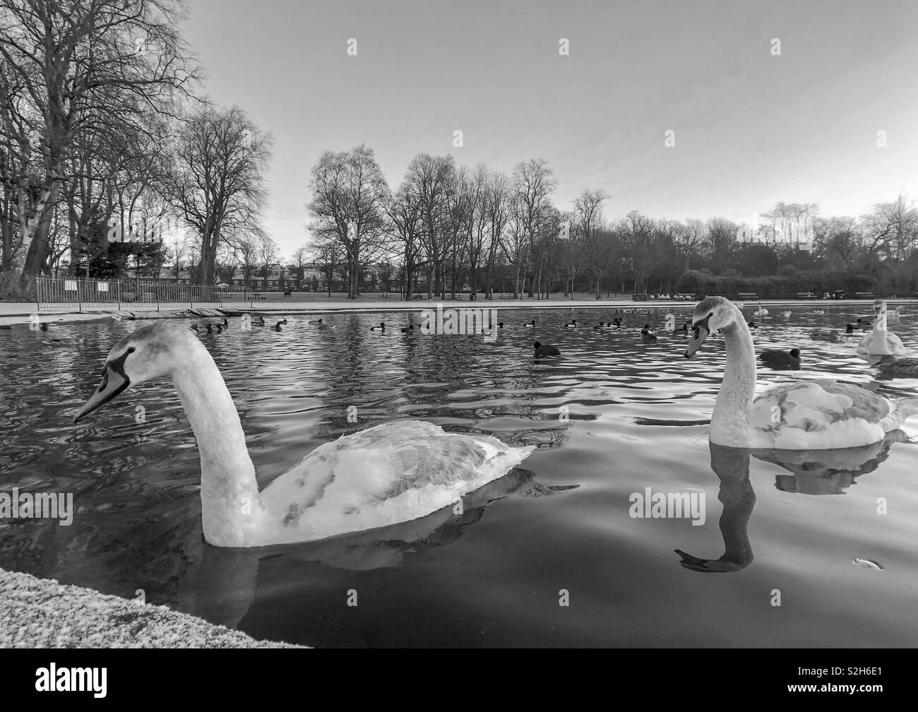 Two cygnets in park pond. Glasgow. Scotland. UK. - Smartphone Captured Stock Image