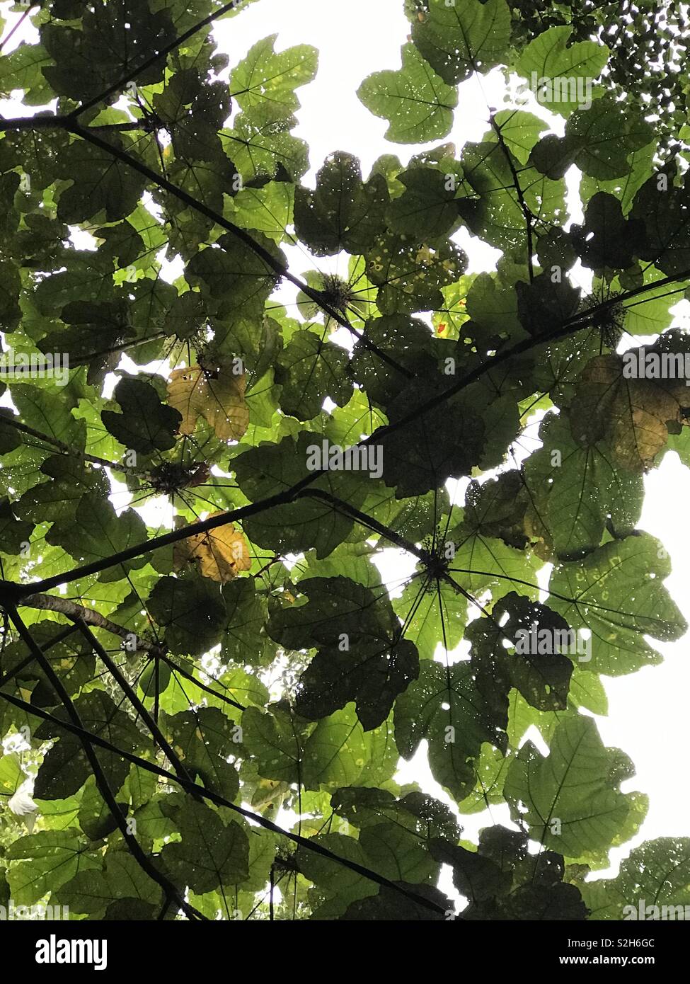 Cloud sky canopy leaves hi-res stock photography and images - Alamy