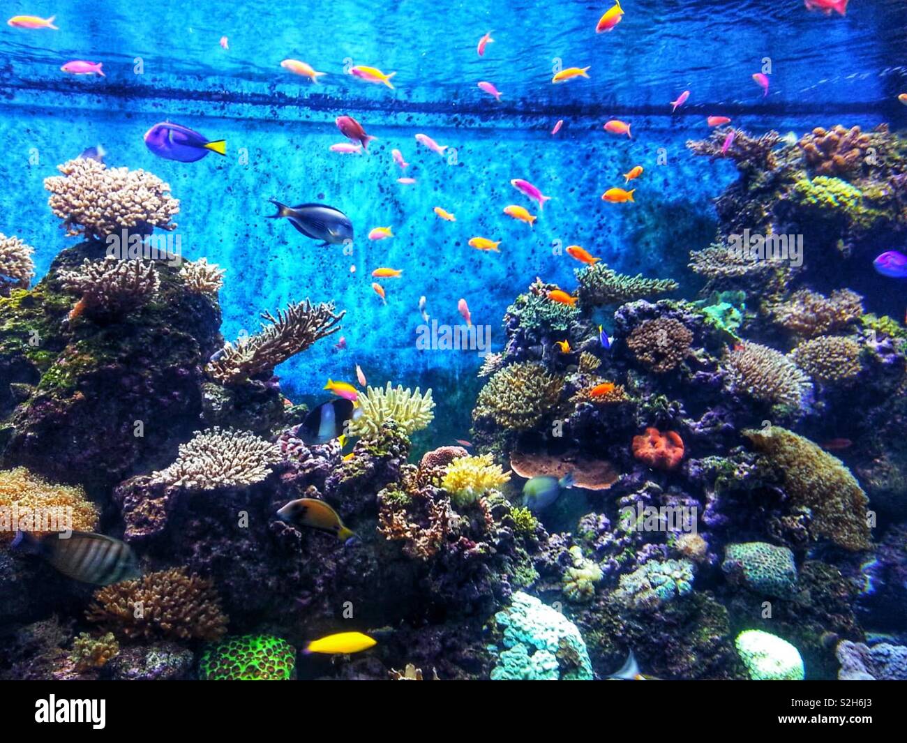 Tropical fish tank Stock Photo - Alamy