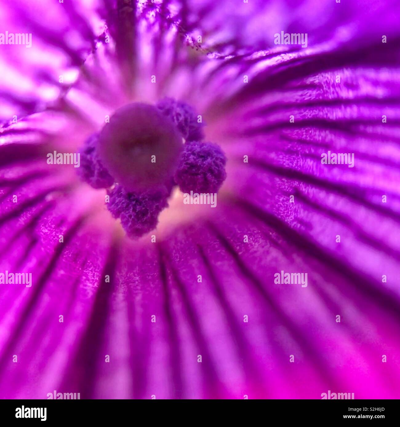 Close up of the interior of a purple flower Stock Photo
