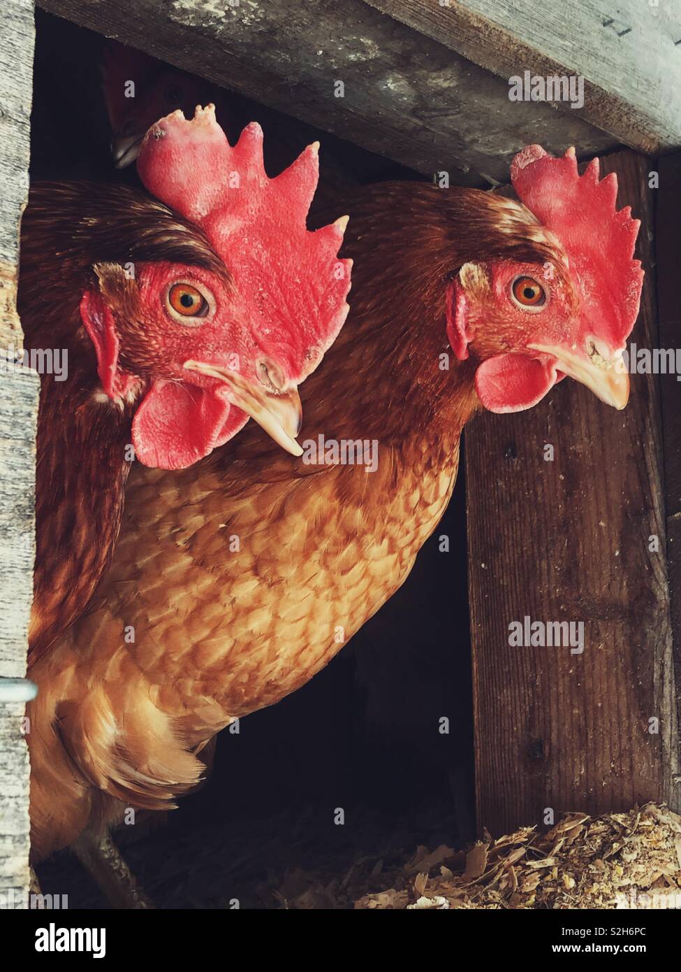 Closeup of two backyard chickens poking their heads out of coop doorway - Smartphone Captured Stock Image