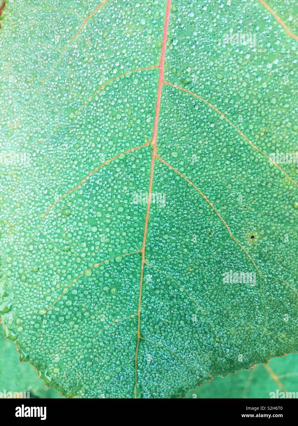 Early morning dew on green leaf detail - Smartphone Captured Stock Image