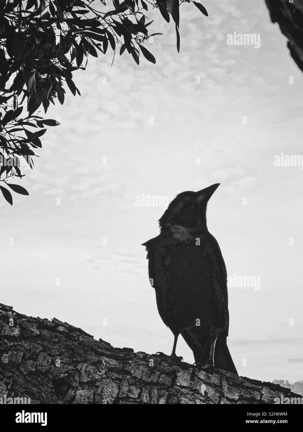 Silhouette of a crow sitting on a branch framed by leaves and tree. Spooky Halloween in California. Black and white. - Smartphone Captured Stock Image