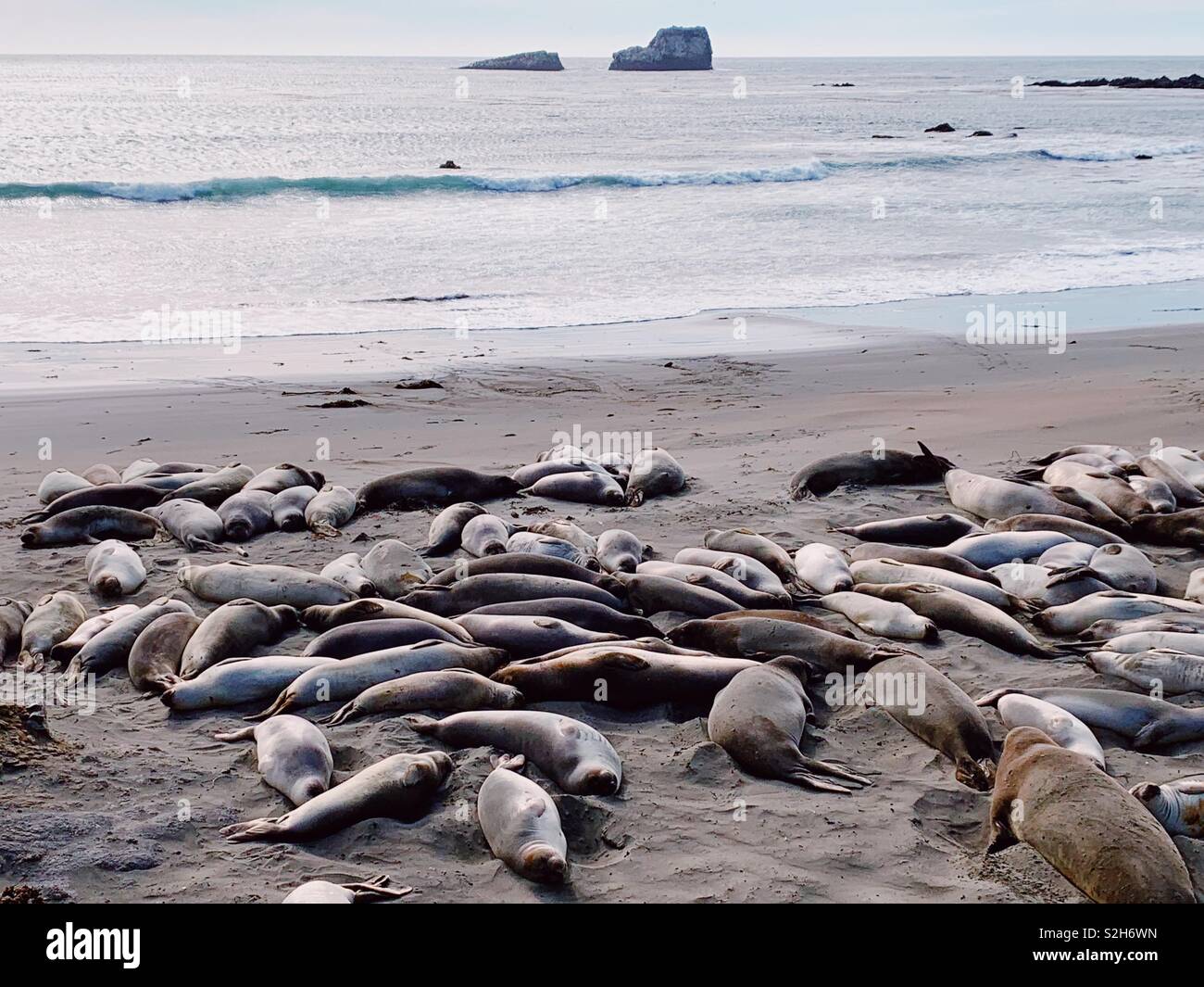 Juvenile elephant seals congregate on beach in California in November 2018 - Smartphone Captured Stock Image