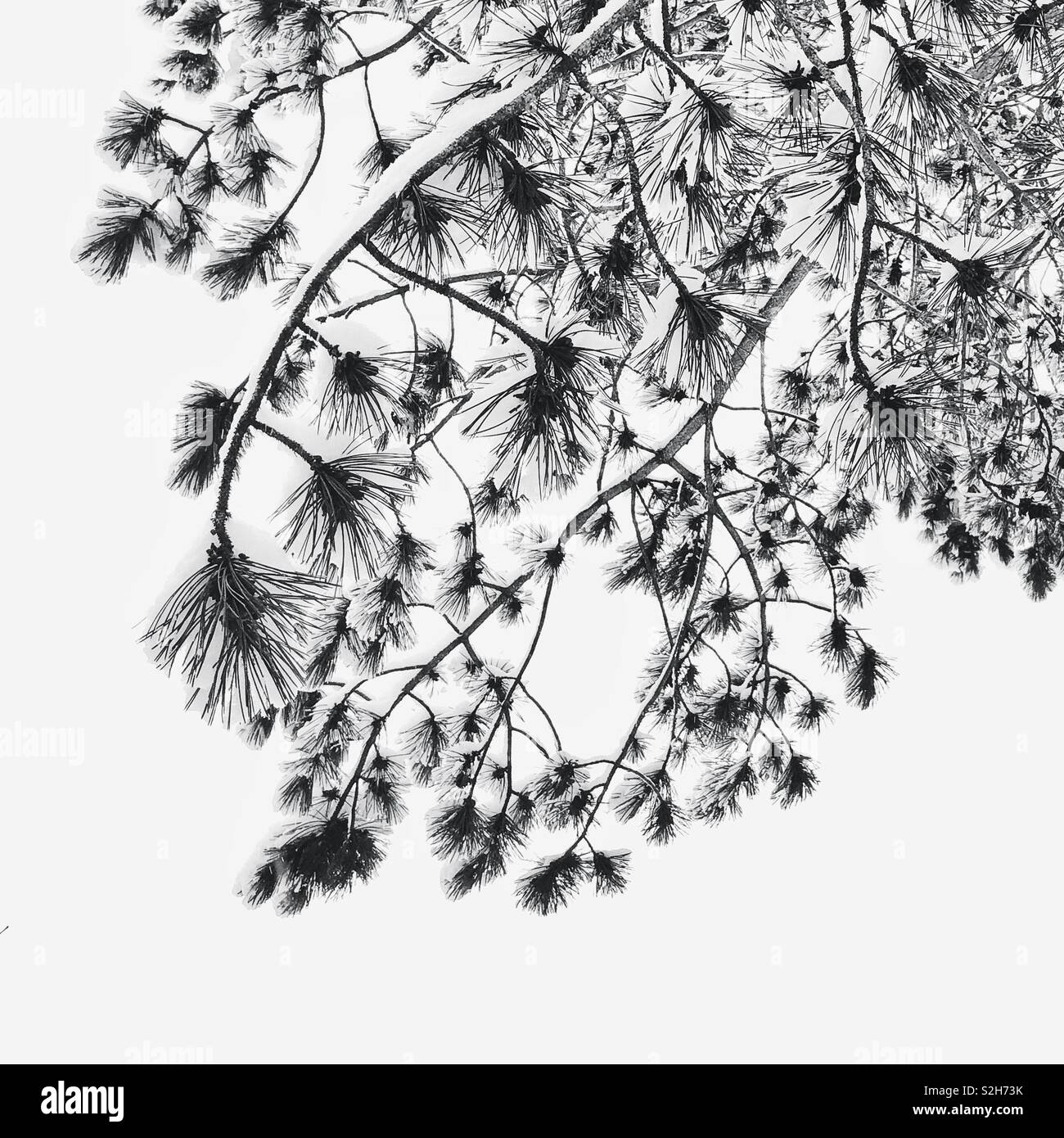 Pine tree branches under snow Stock Photo