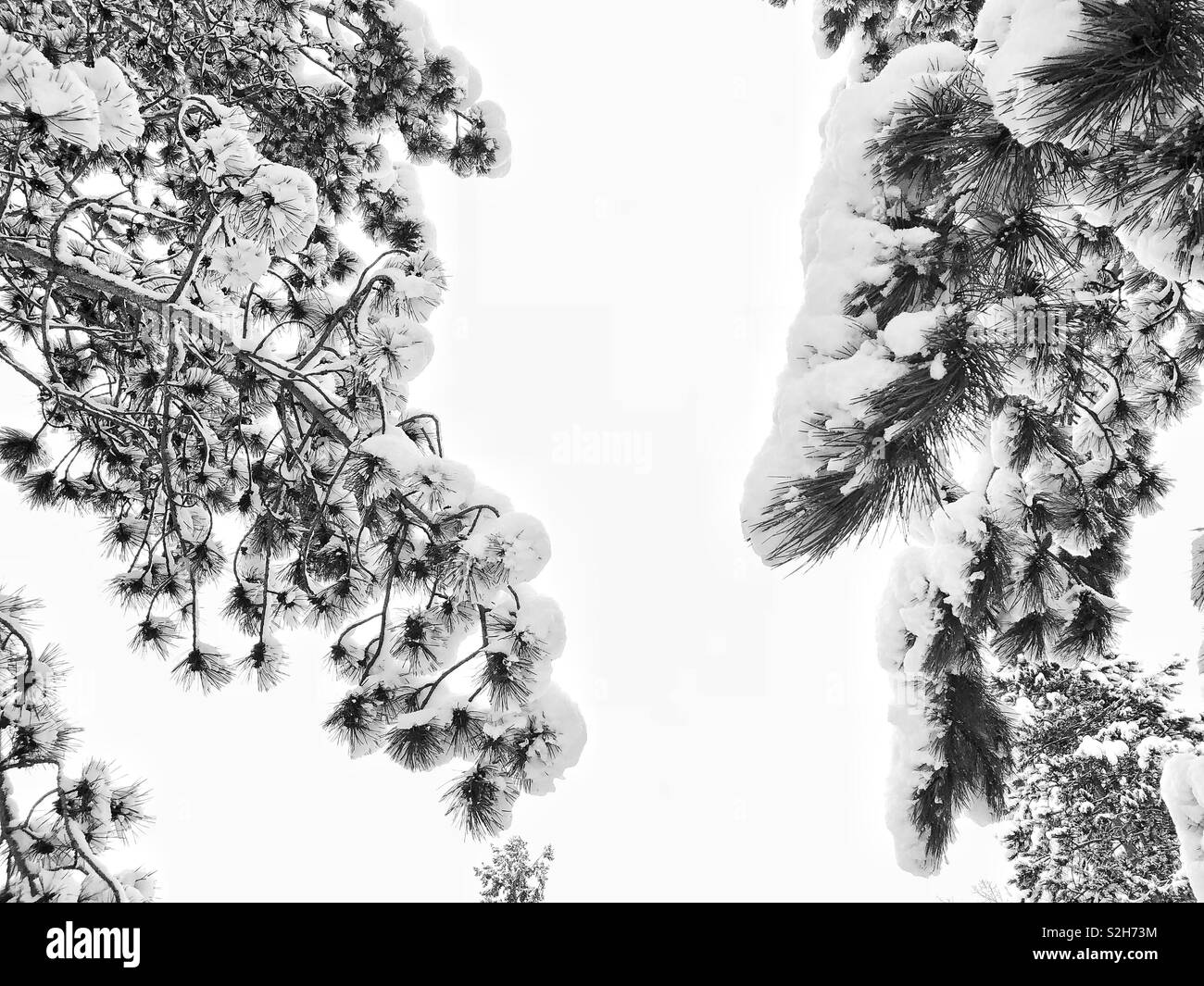 Pine tree branches under snow - Smartphone Captured Stock Image