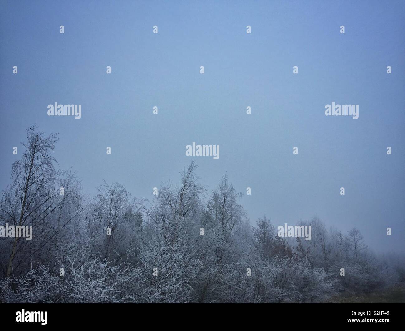 Tops of frost-covered trees in fog. - Smartphone Captured Stock Image