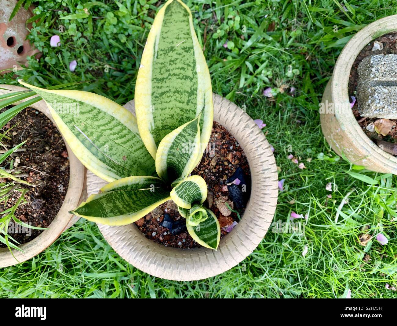 Mother-in-law’s tongue (sansevieria aethiopica) Stock Photo