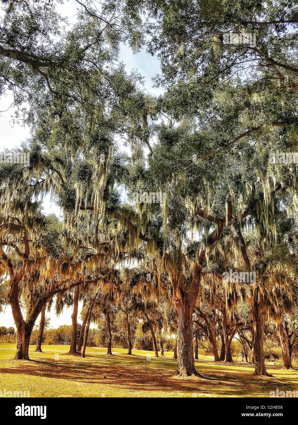 Oak trees with Spanish moss Stock Photo Alamy