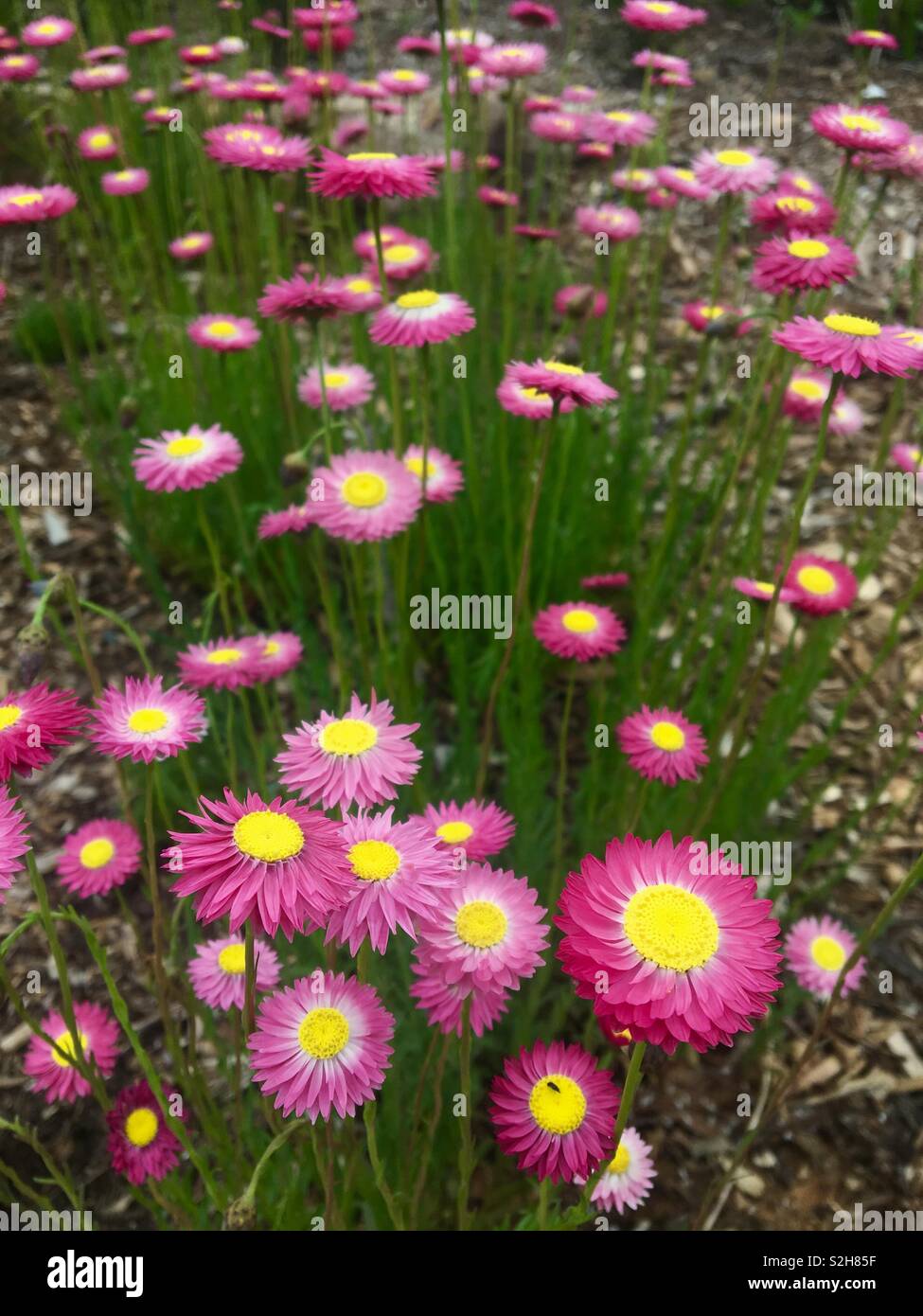 Paper daisies blooming in Australian garden Stock Photo