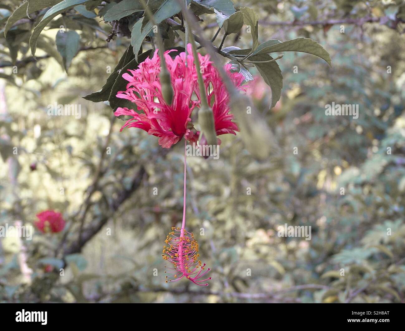 The upside down hibiscus... Stock Photo