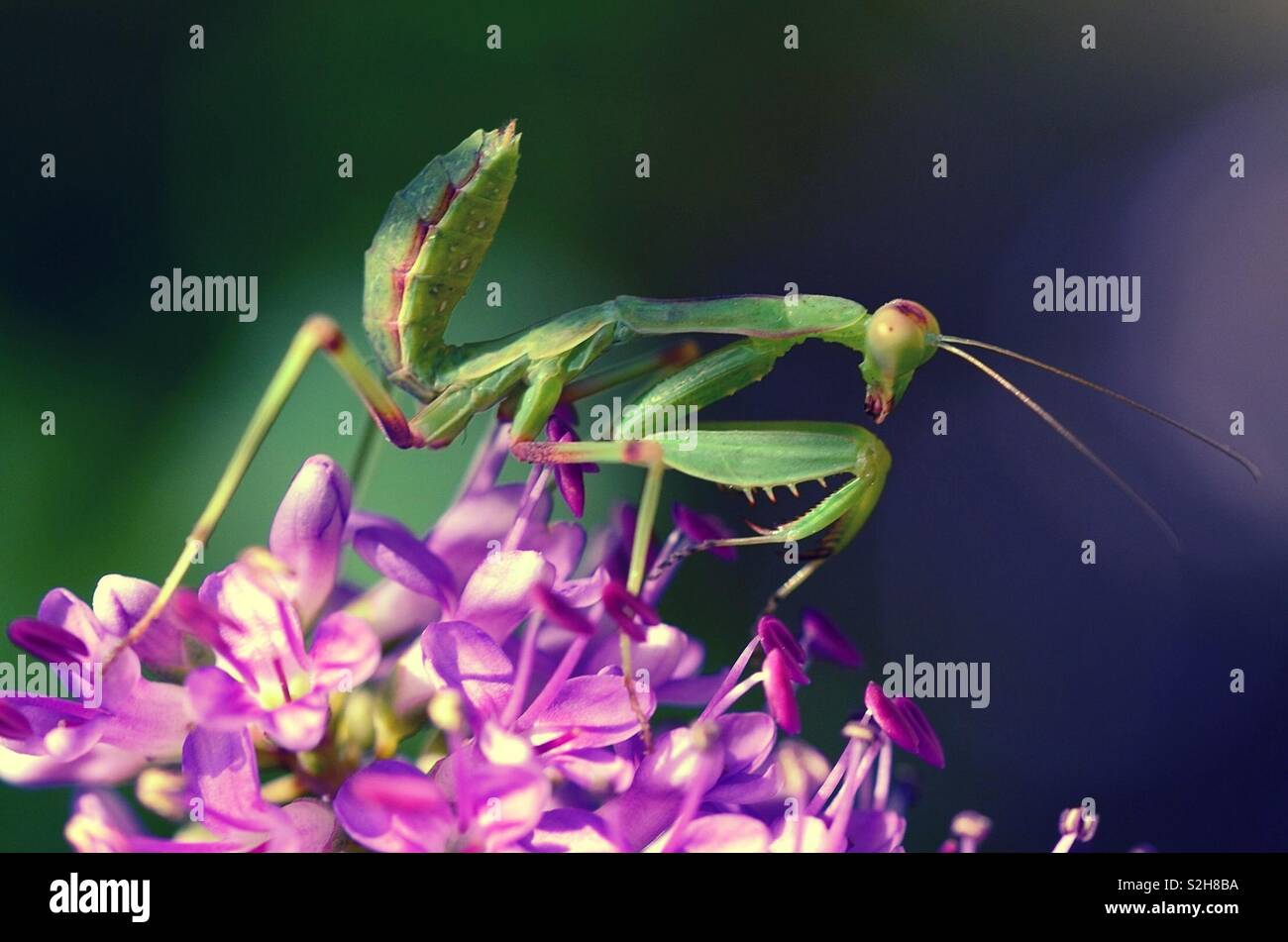 Cricket stick insect Stock Photo Alamy
