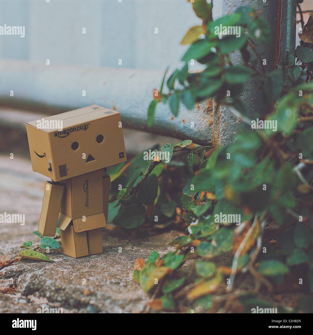 Danboard in the wild Stock Photo