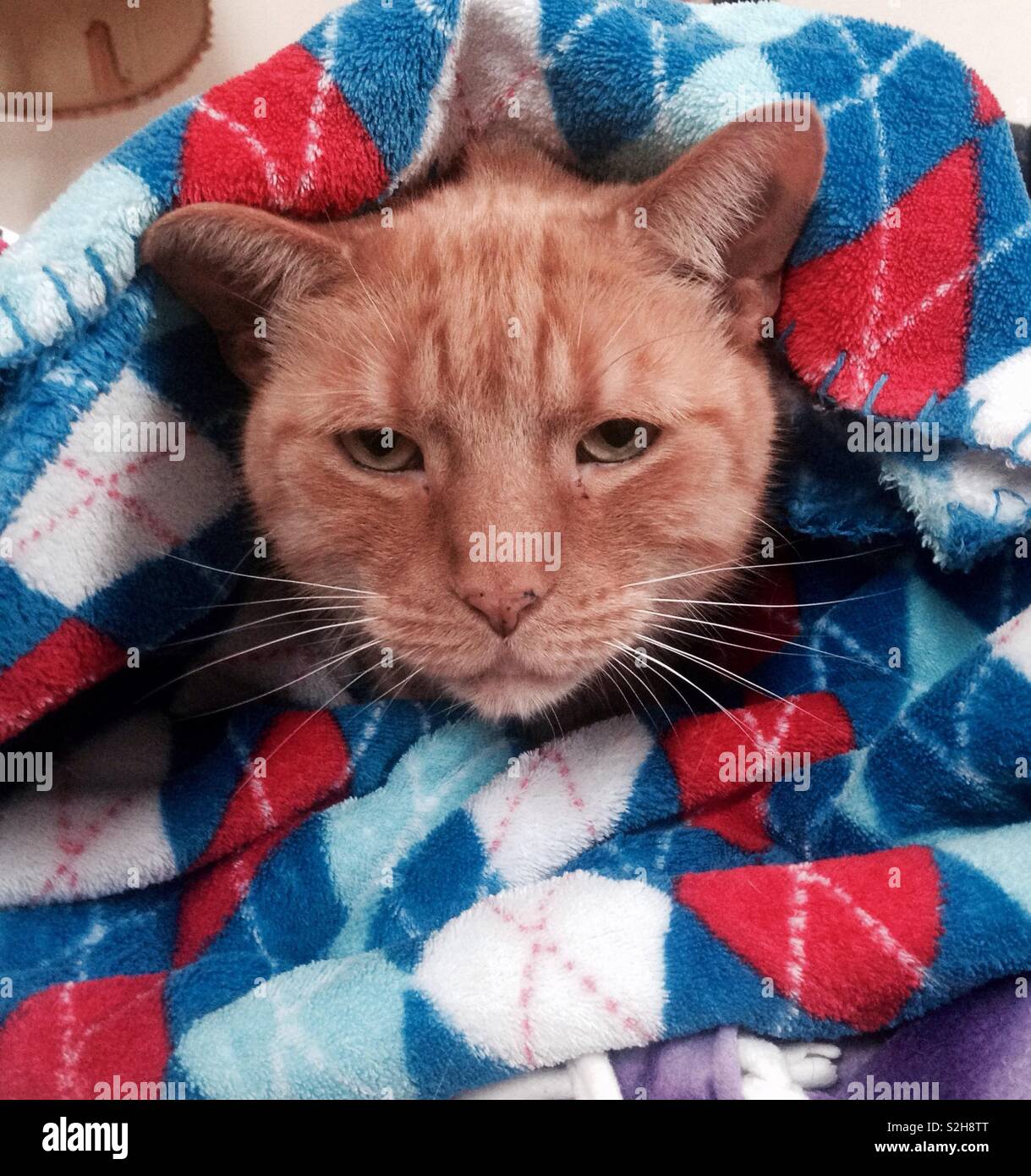 Grumpy Cat Wrapped in a Blanket Stock Photo Alamy