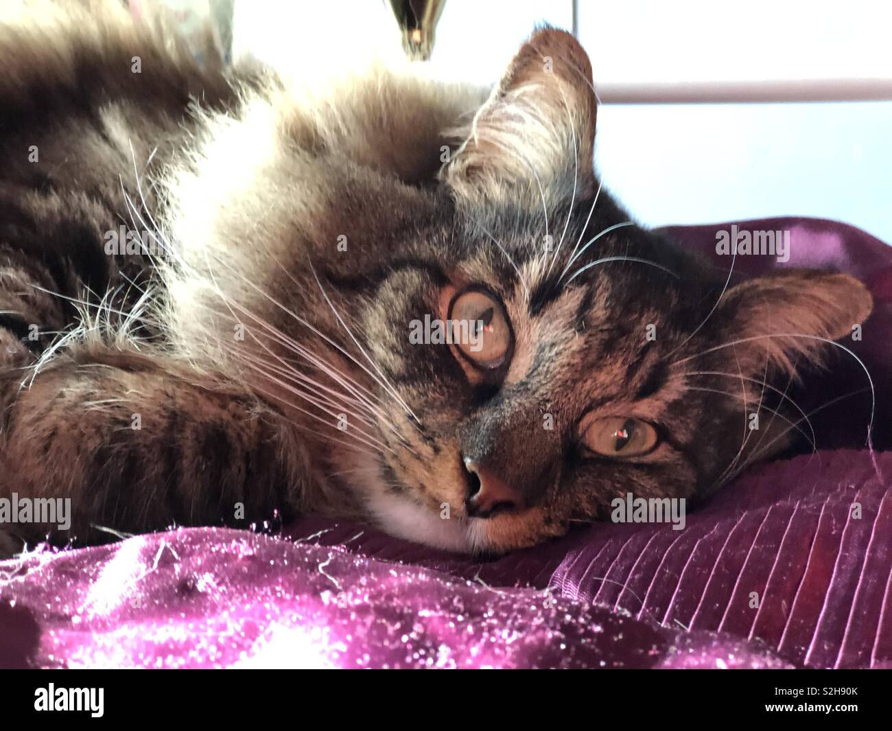 A regal Norwegian Forest Cat relaxing on a Purple quilt with a contented expression in bright sunshine. Stock Photo