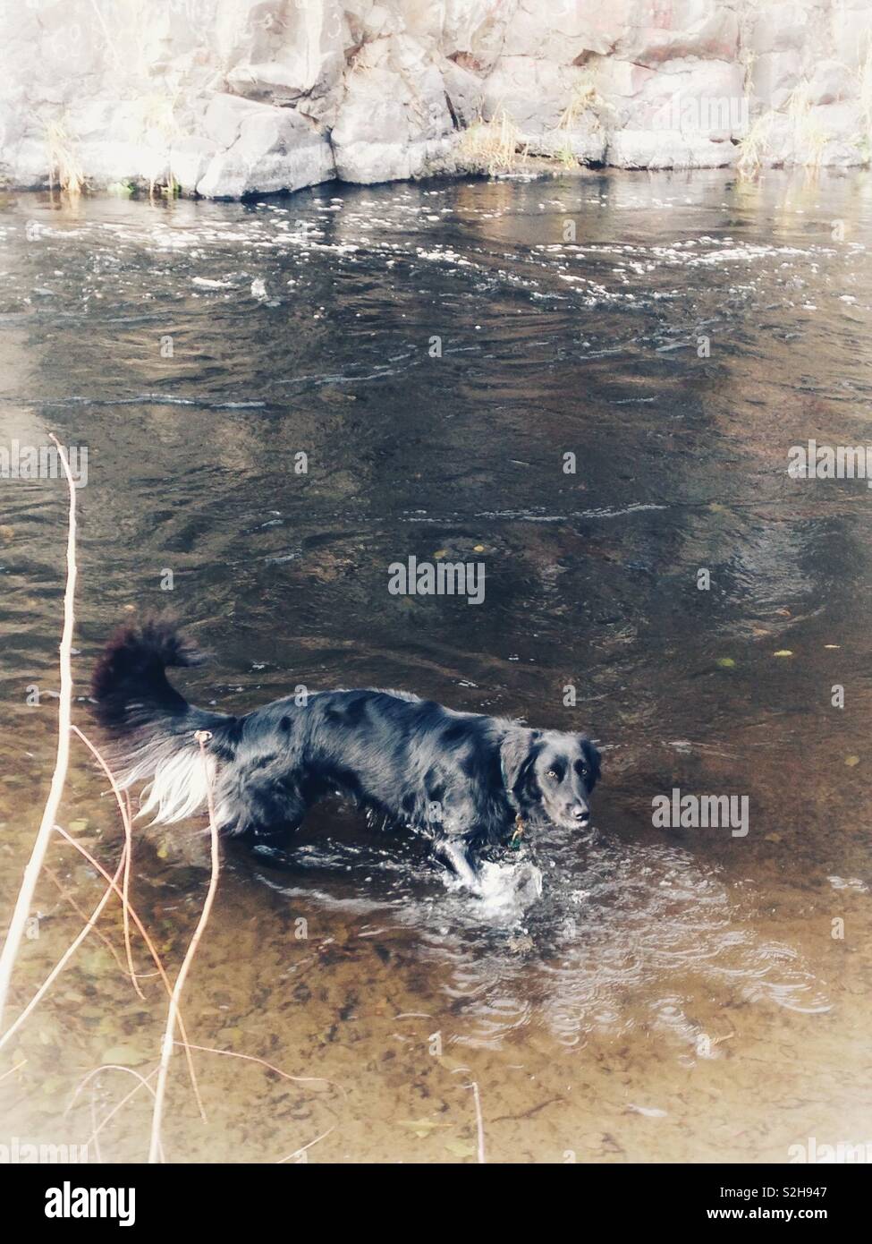 Black dog wades in creek next to rock race - Smartphone Captured Stock Image