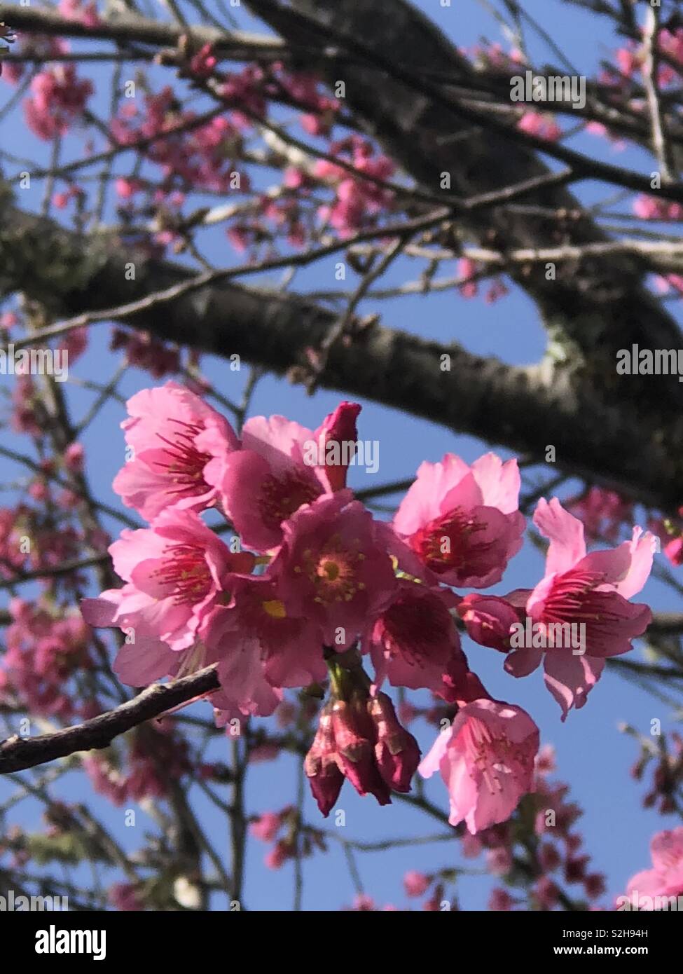 Cherry Blossoms in bloom at the Waimea Cherry Blossom festival on the